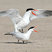 Caspian Tern